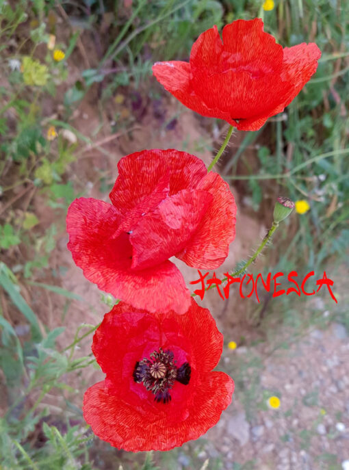 amapolas rojas