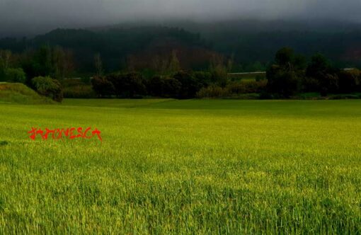 Hierba verde... o azul