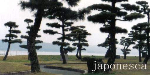 arboleda de pinos japoneses, matsu