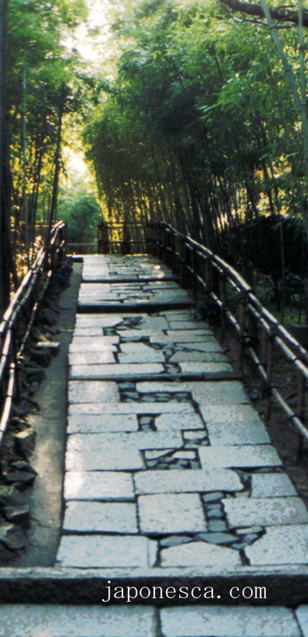 Bosque de bambú
