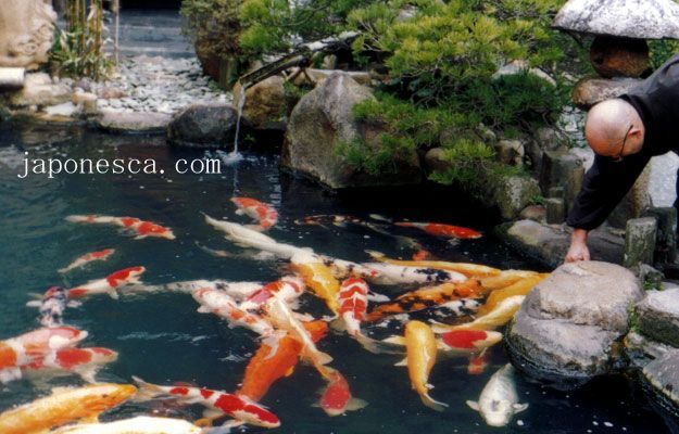 Fotografa Japonesca